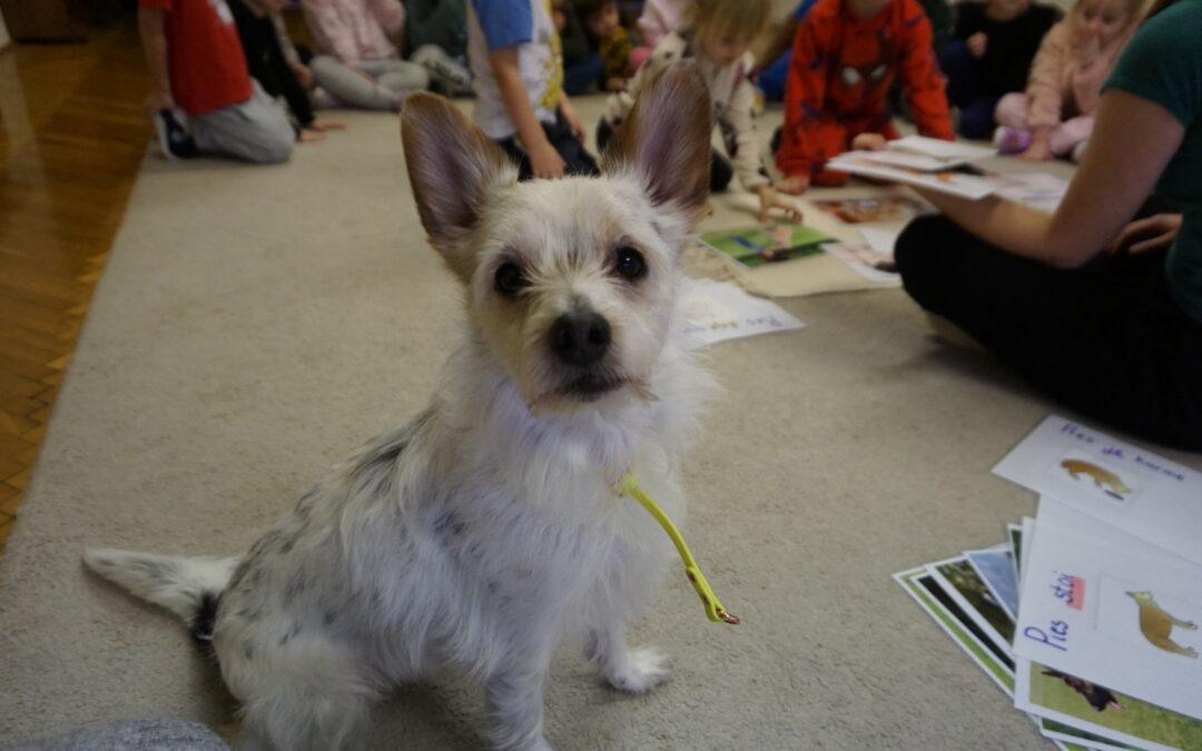 Dogoterapia z Pixelem