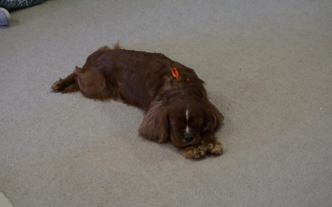 Dogoterapia z Rubinem