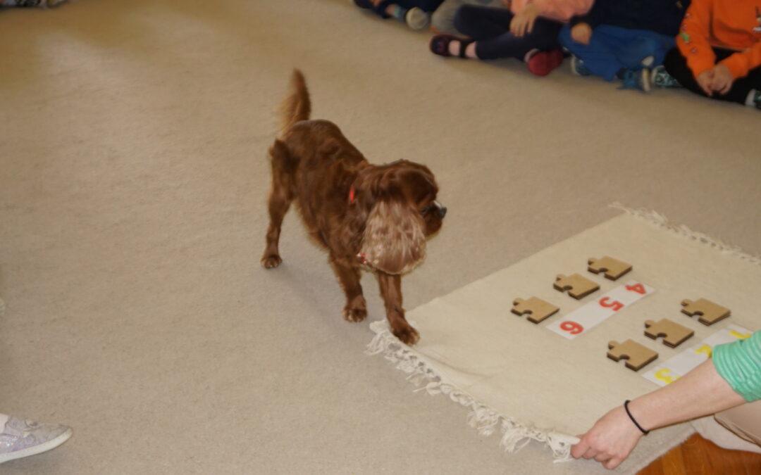 Dogoterapia z Rubinem